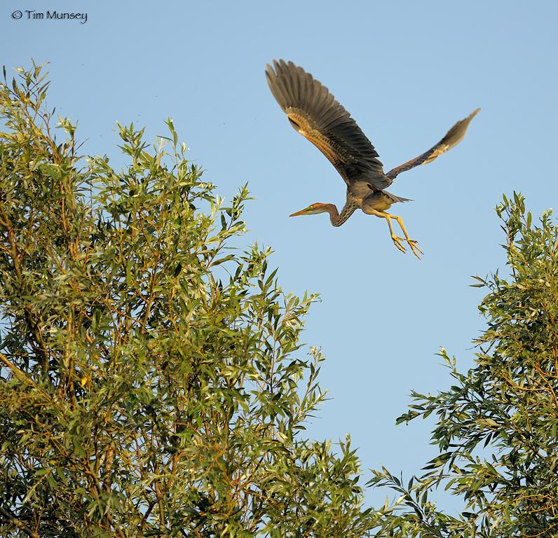 purple heron .jpg